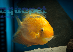 Pielęgnica Severum Red Spot (Heros efasciatus) 17-20cm