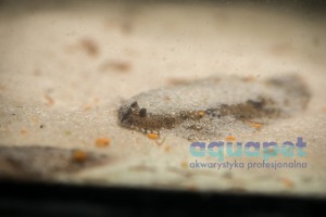 Sola słodkowodna (Brachirus selheimi)