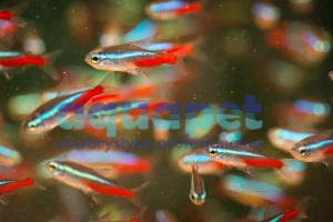 Neon innesa 2-2,5cm (Paracheirodon innesi)