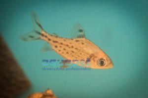 Leszczanka flagowa (Semaprochilodus taeniurus) 7-8 cm