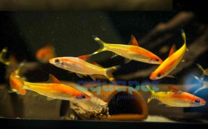 Brzanka denisona Gold