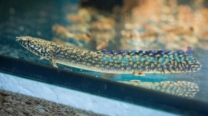 Wielopłetwiec ozdobny (łac. Polypterus ornatipinnis)