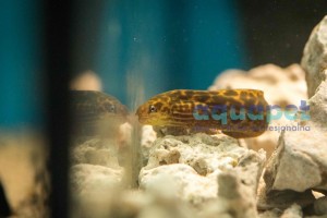 Murena złota (łac. Gymnothorax polyuranodon)