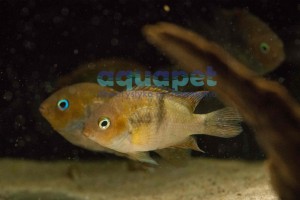 Pielęgnica Sajica (Cryptoheros sajica)