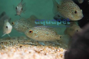 Pielęgnica perłowa (Herichthys cyanoguttatus)