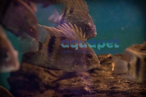 Pielęgnica Uaru (Uaru fernandezyepezi)