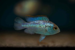 Pielęgnica błękitna Akara Electric Blue