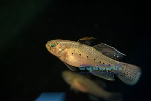 Babka plamkowana (łac. Stigmatogobius sadanundio)