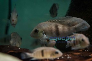 Bazalcik kostarykański (Aequidens coeruleopunctatus)