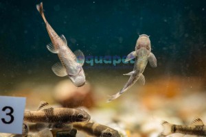 Nepalka myanmarska (Garra flavatra)