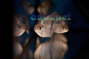 Pirania pasiasta (Myleus schomburgkii)