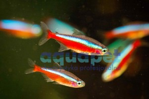 Neon czerwony 2,5-4cm