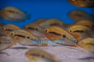 Pielęgnica miodowa (Herotilapia multispinosa)