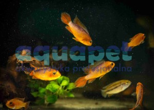 Pielęgniczka agassiza fire red