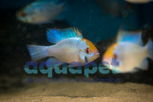 Pielęgniczka Ramireza electric blue