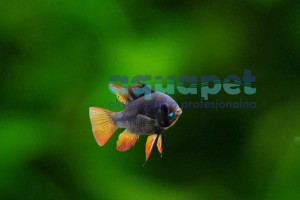 Pielęgniczka Ramireza Black