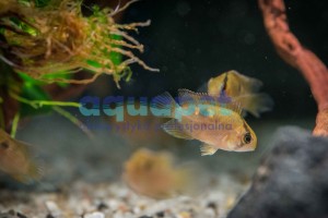 Akara z Maroni (Cleitharacara maronii)