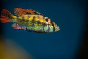 Haplochromis CH44 2-4cm