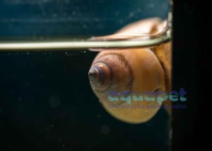 Ślimak filopaludina sumatrensis