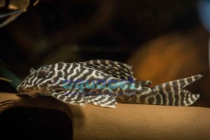 King tiger Hypancistrus sp. L-066 5-6cm