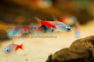 Neon diamentowy 1,5-2,5cm