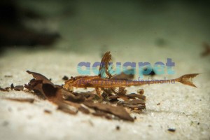 Loricaria red