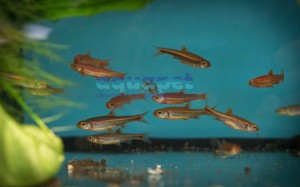 Błyszczek tęczowy (Notropis chrosomus)