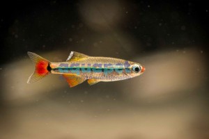 Kardynałek wietnamski (Tanichthys micagemmae)