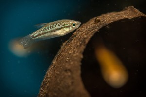 Skrzeczyk karłowaty (Trichopsis pumila)