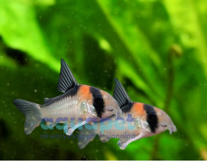 Kirysek Adolfa (Corydoras Adolfoi) 