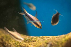 Tetra platynowa (Gymnocorymbus ternetzi)