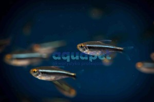 Neon czarny 1,5-2,5cm