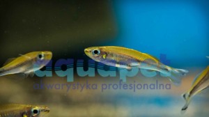 Bedocja madagaskarska (Bedotia geayi)