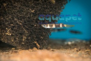 Szczupieńczyk karłowaty (Epiplatys annulatus)