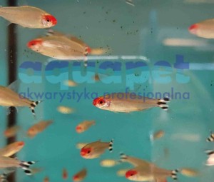 Zwinnik Blehera 2-3cm