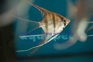 Skalar Standard 3-5 cm