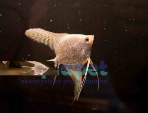 Skalar Platynowy 3-4 cm