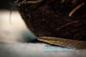 Węgorek armatus (Mastacembelus armatus)