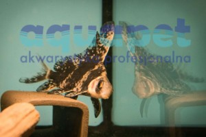 Czukuczan chiński (Myxocyprinus asiaticus)