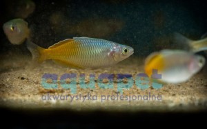 Tęczanka Bosemana fire red