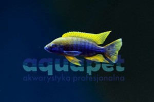 Aulonocara jacobsfreibergi lemon jake 4-6 cm