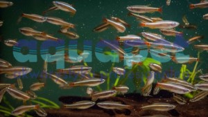 Kardynałek chiński (Tanichthys albonubes)