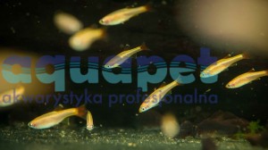 Kardynałek chiński gold (Tanichthys albonubes gold) 