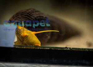 Ślimak Tylomelania Orange