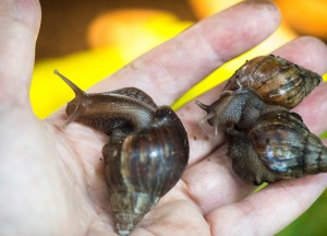 Ślimak olbrzymi Achatina