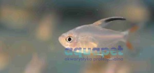 Bystrzyk ozdobny (Hyphessobrycon bentosi)