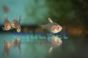 Bystrzyk ozdobny white fin (Hyphessobrycon bentosi white fin) 