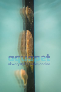 Cudaczek chiński (gastromezon punctatus)