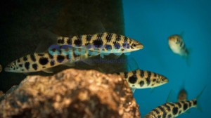 Leporinus octofasciatus