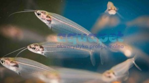 Kiryśnik albinos (Megalechis thoracata albino) 